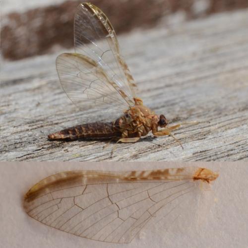 Réf. 302 343 : Cloeon dipterum